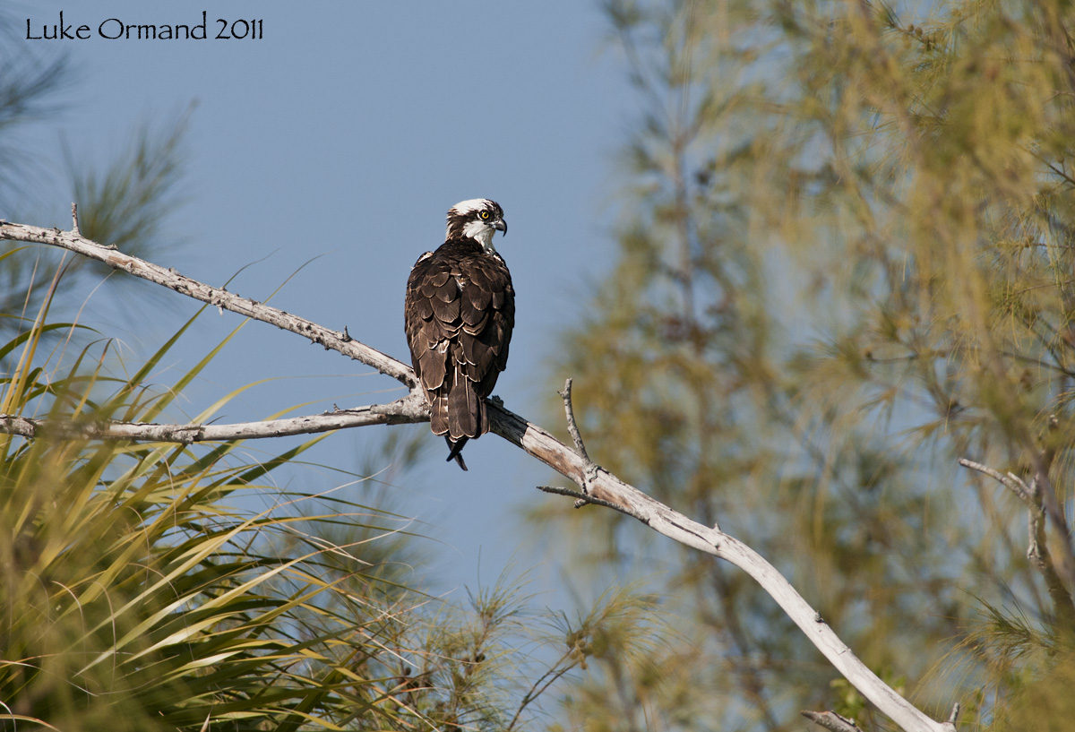 Osprey
