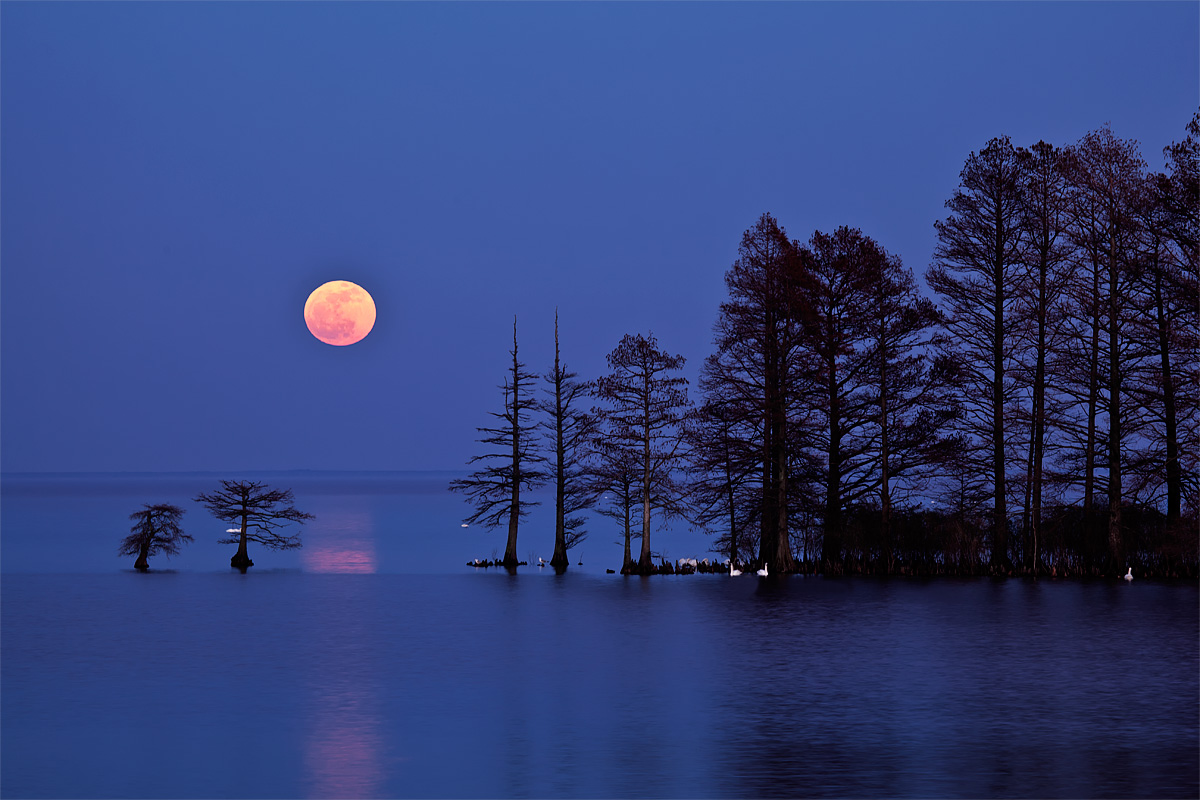 Moon Rise-Mattamuskeet