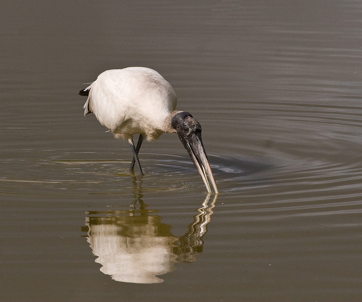 Wood Stork