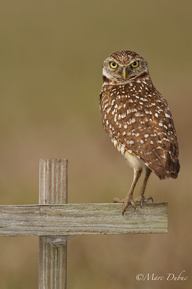 Burrowing Owl