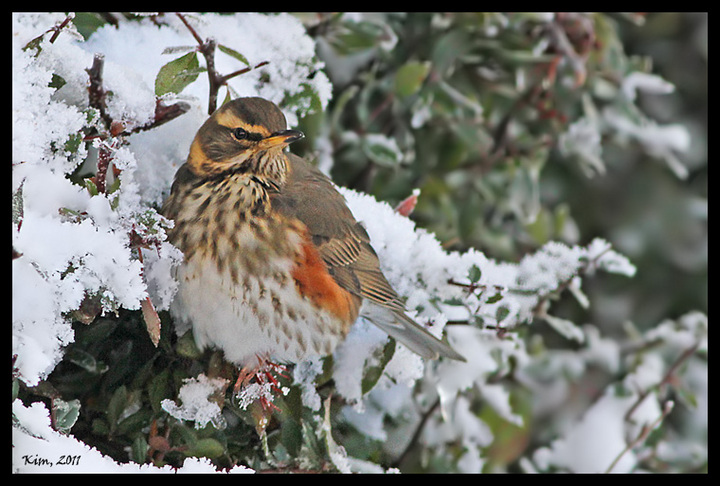 Redwing
