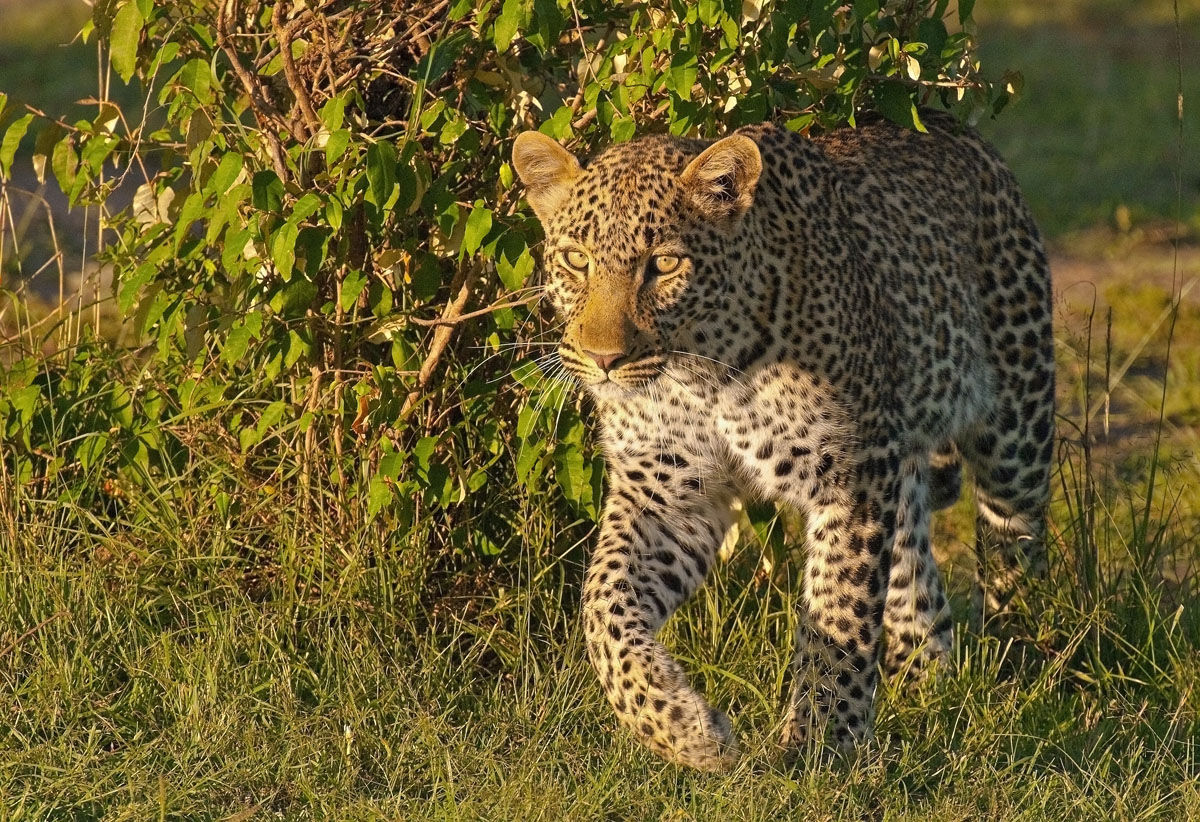 Leopard Hunting.