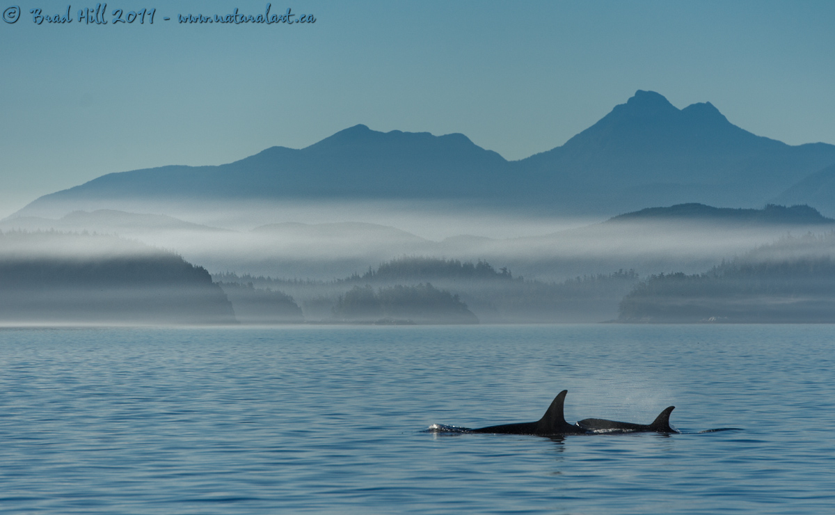 Orca Heaven?