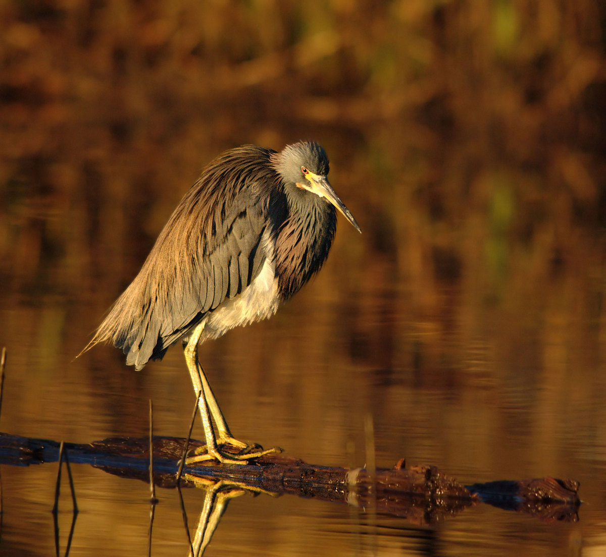 Heron