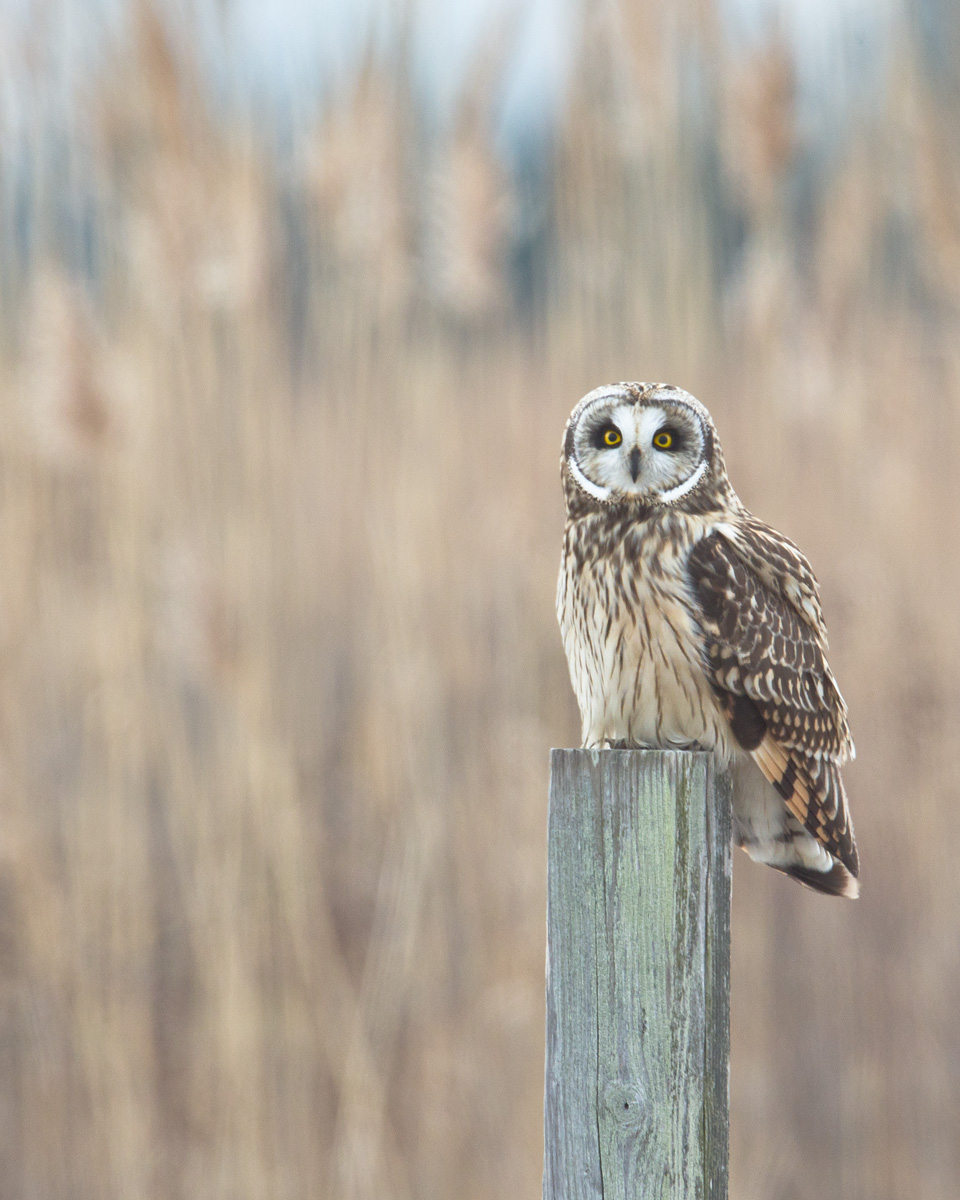 Short Eared Owl