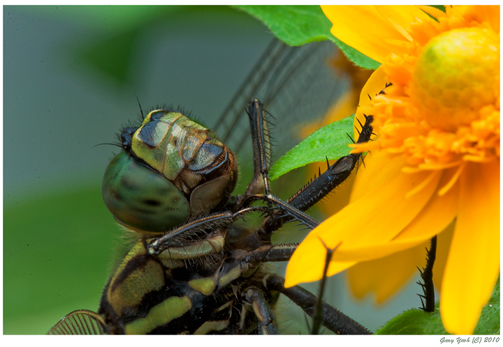 Green skimmer