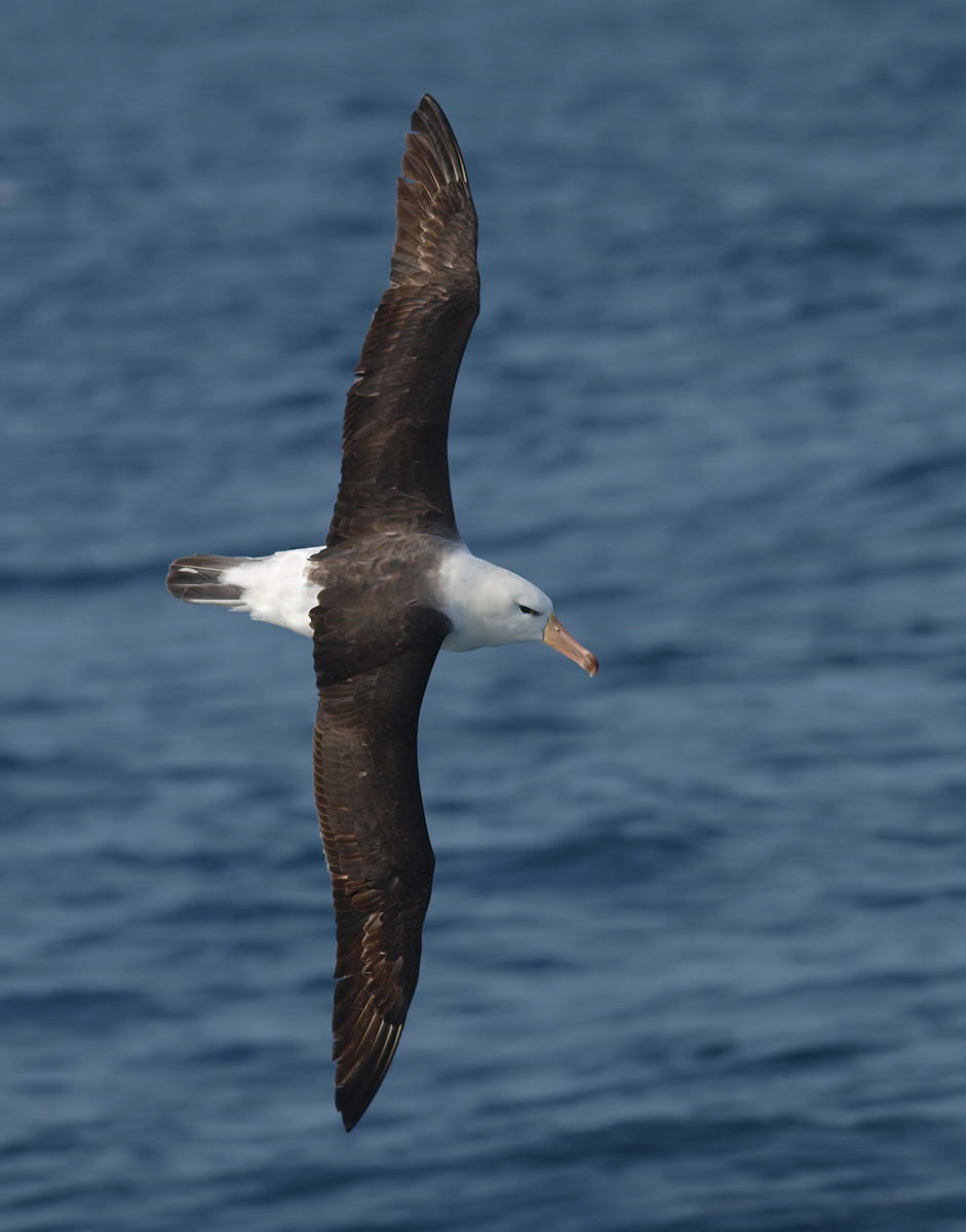 Black-Browed Albatross