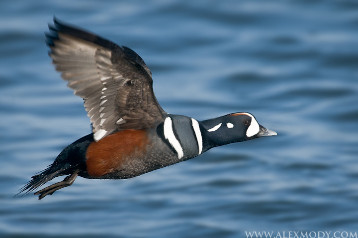 Harlequin Drake in fligh