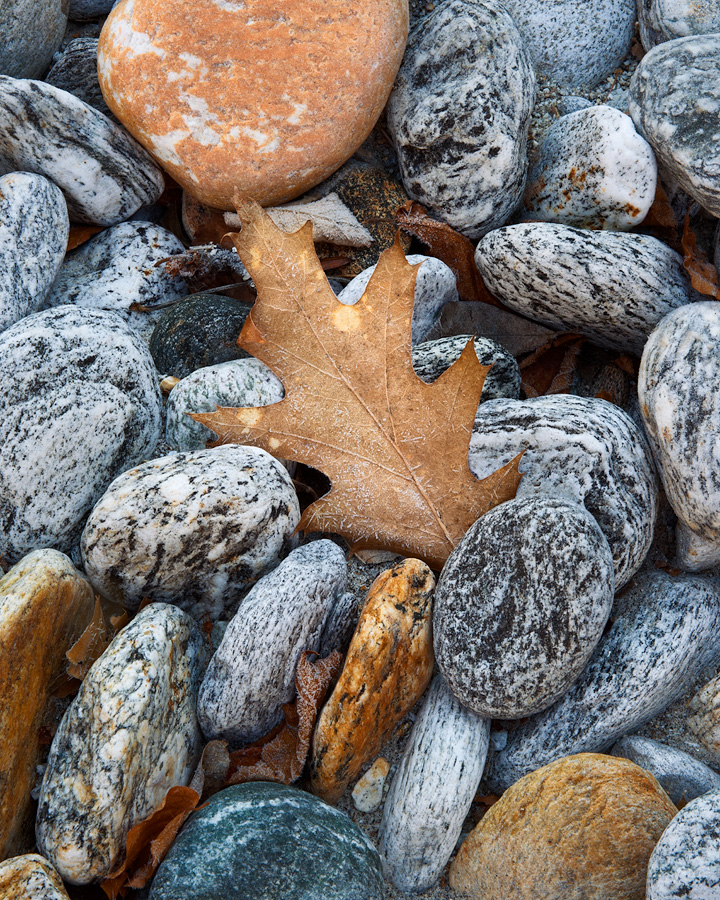 Oak leaf and pebbles