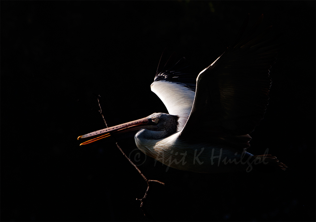 Spot-billed pelican