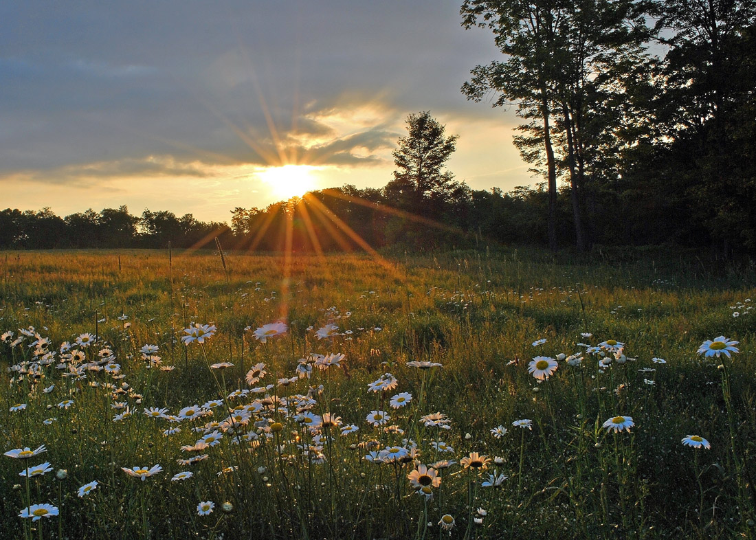 Summer Fields
