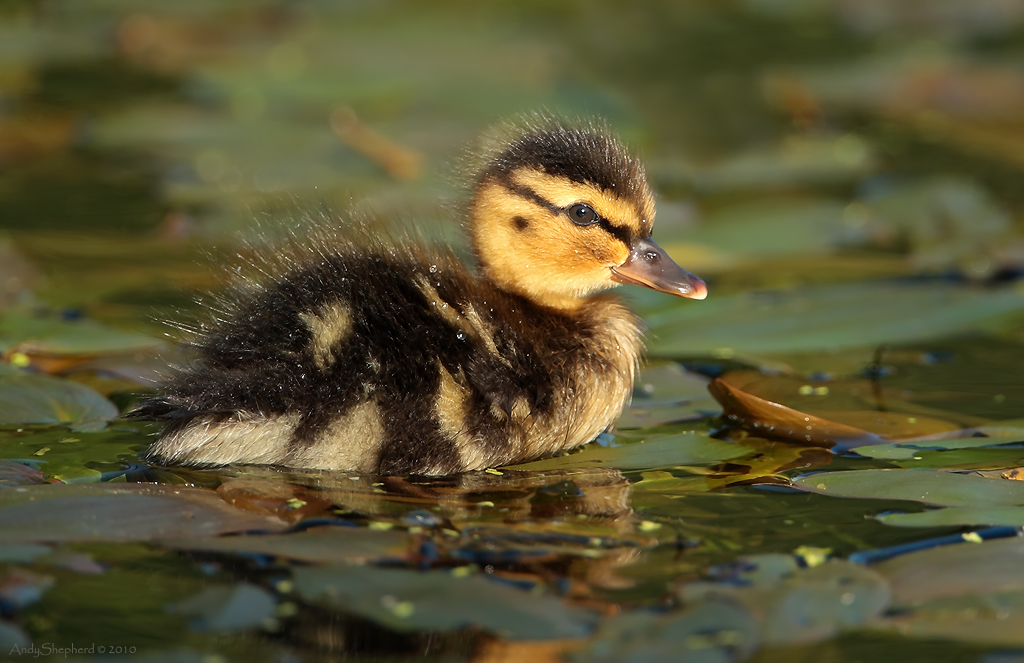 Duckling