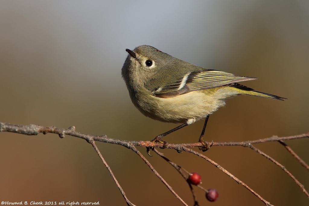 Ruby-crowned Kinglet