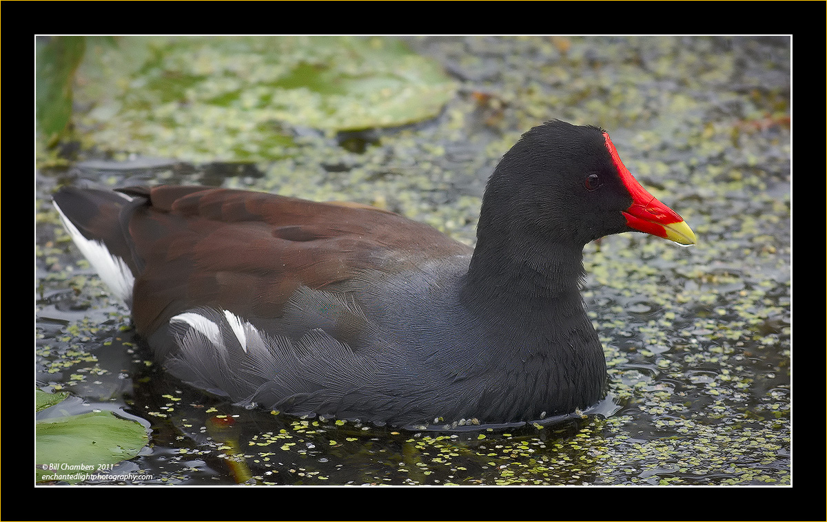 Common Moorhen