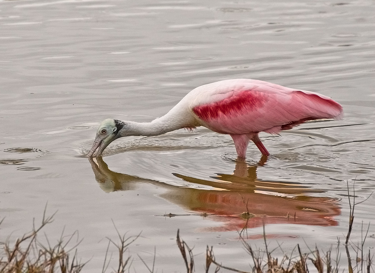 Spoonbill