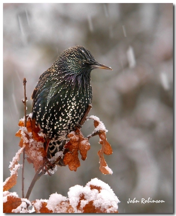 Starling in Snow