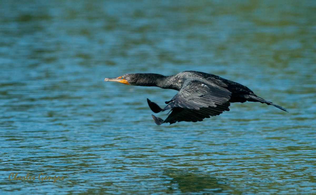 Double-crested Cormorant