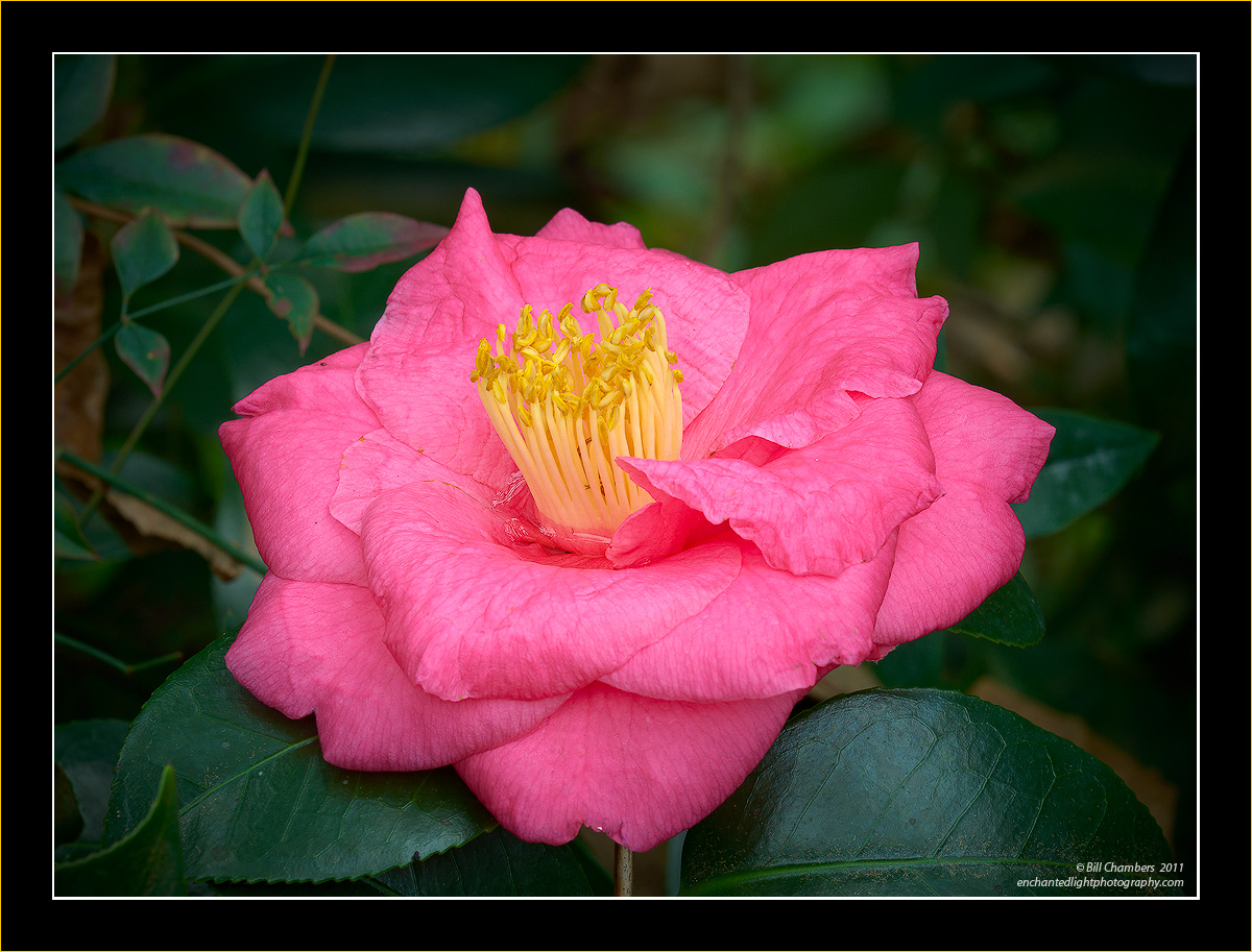 Pink Camellia