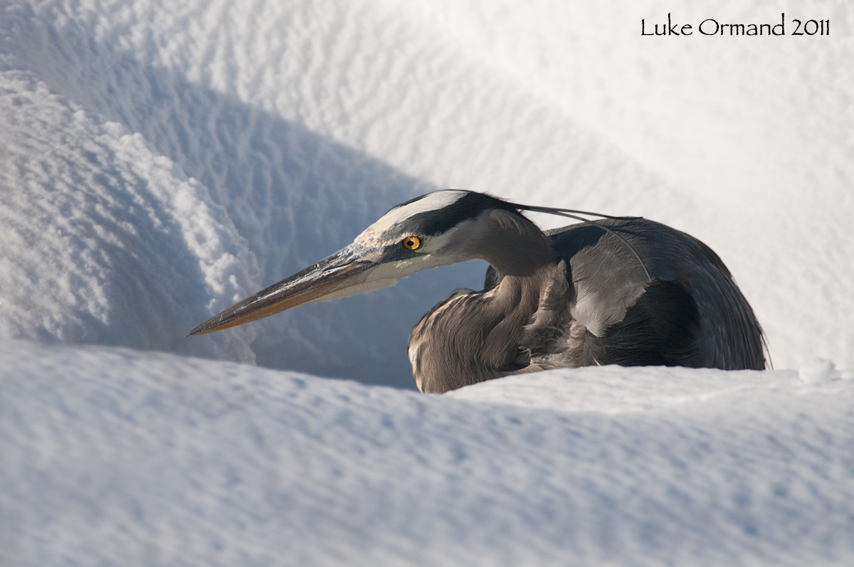 Snow Bound Heron