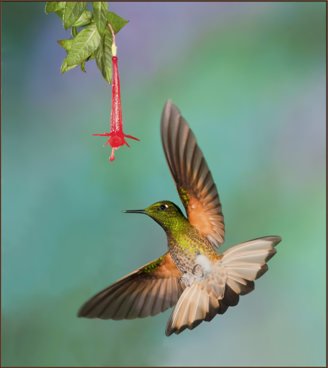 Buff-Tailed Coronet