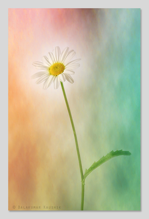 Colours