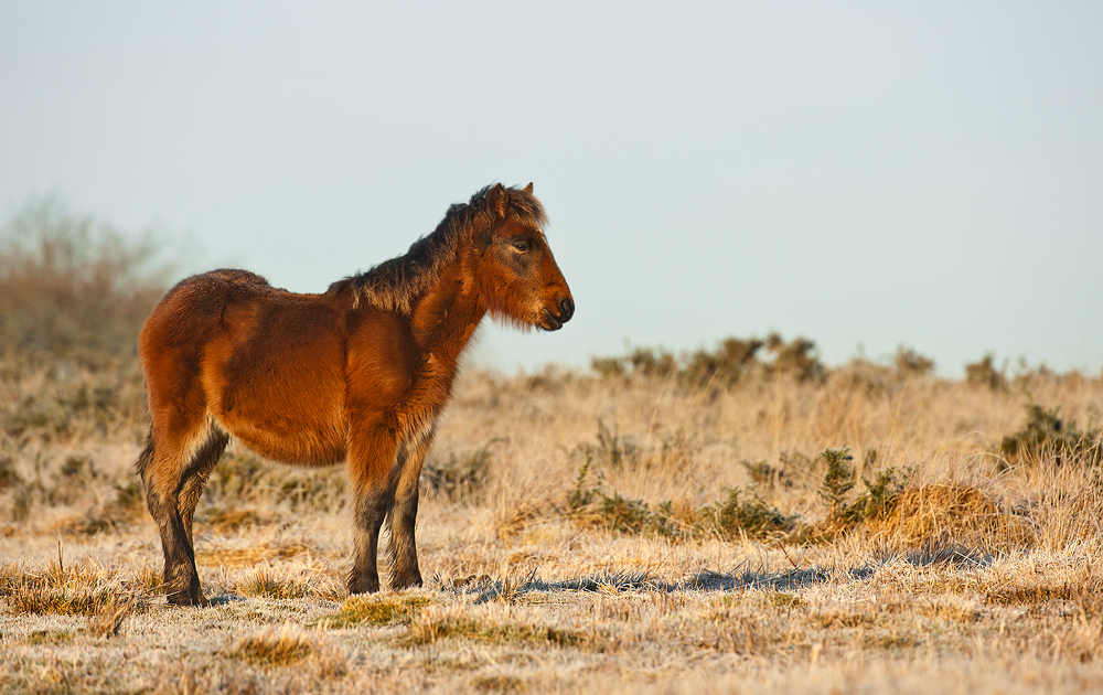 Gower Pony