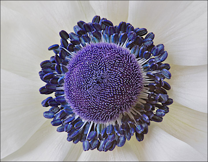 Anemone Eye