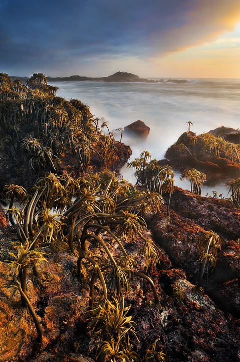 Sea Palms at Sunset