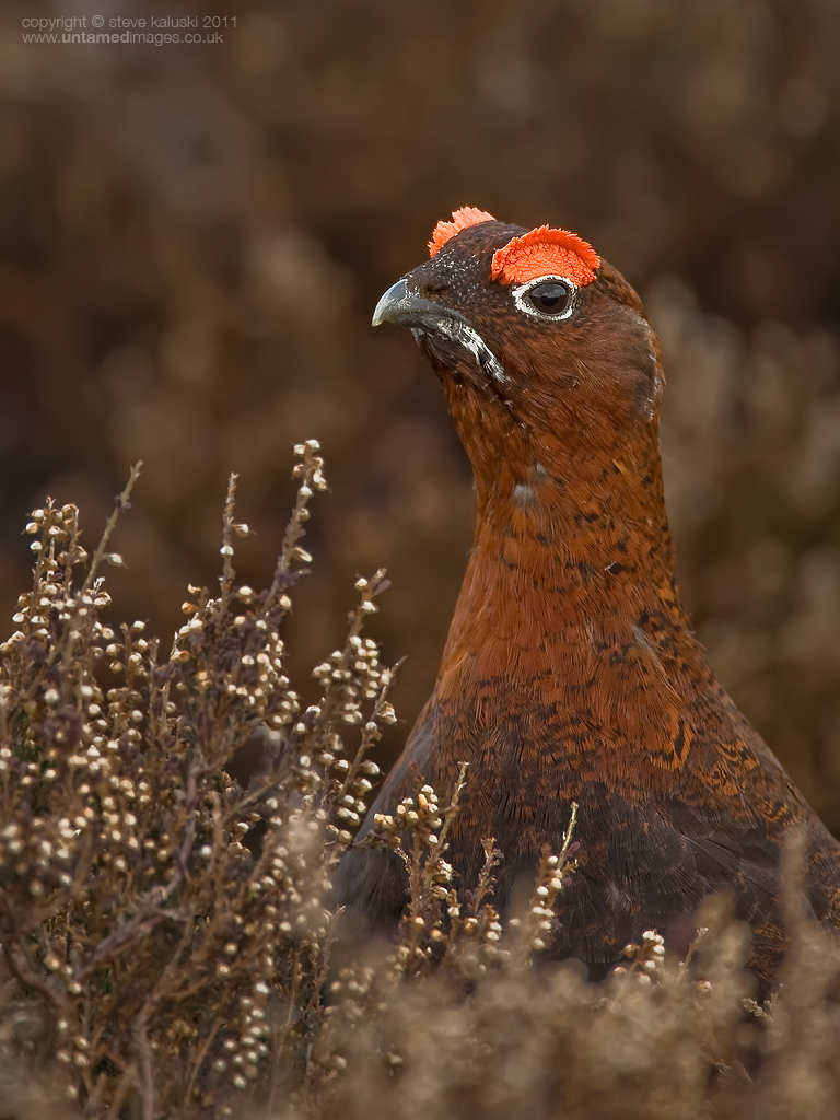 Red Grouse