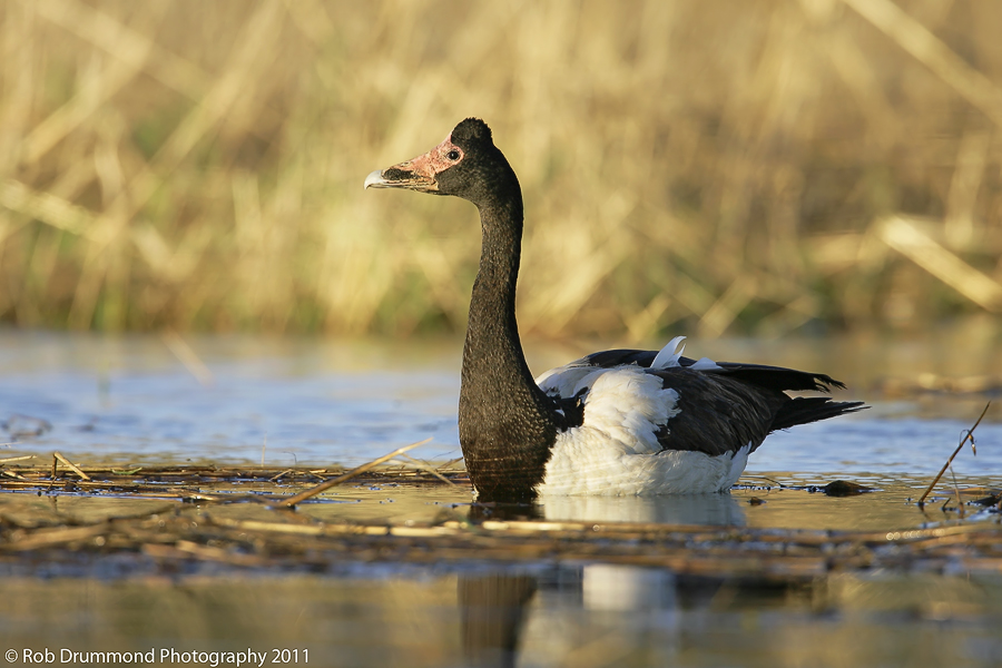 Magpie Goose