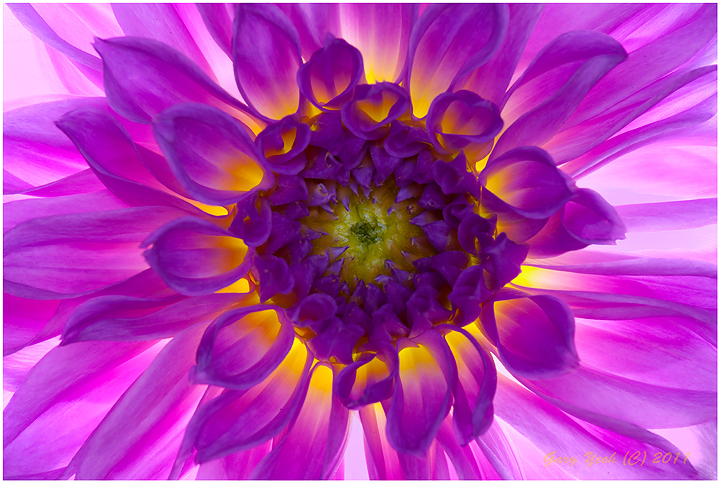 Dahlia + Repost