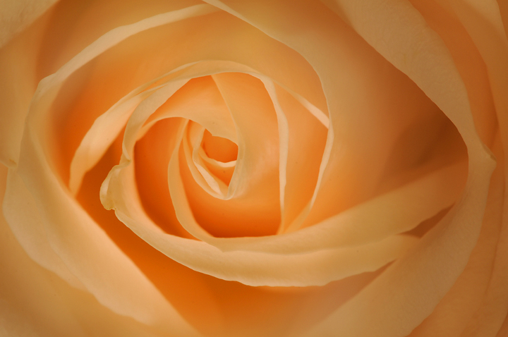 Love and a yellow rose