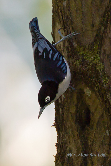Blue Nuthatch