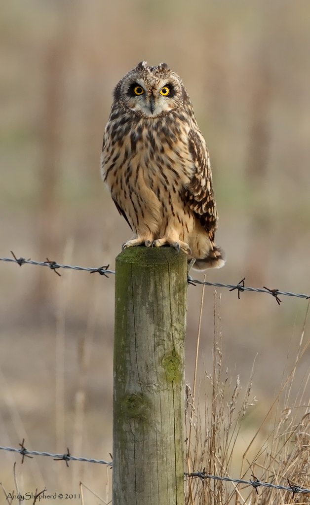 Short-eared Owl