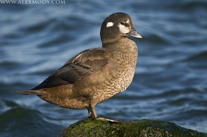 Harlequin Hen