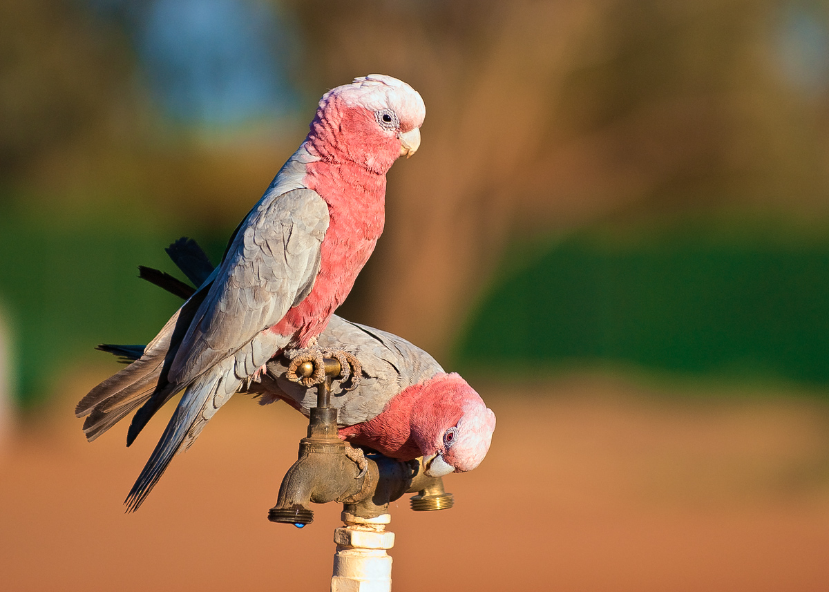 Galah