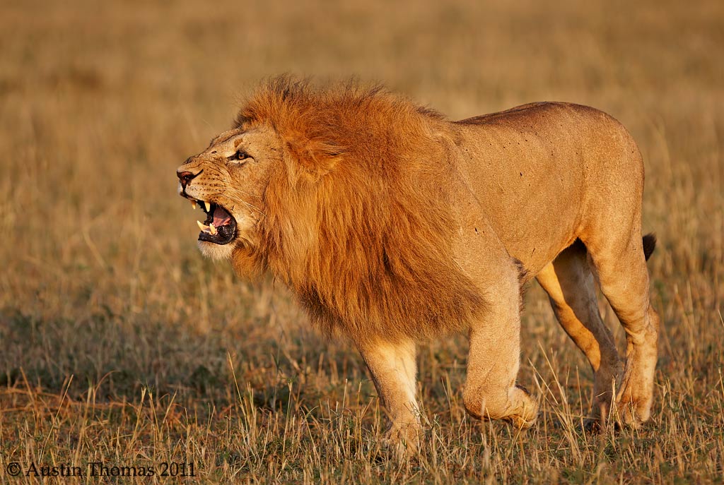 Lion roaring with intent
