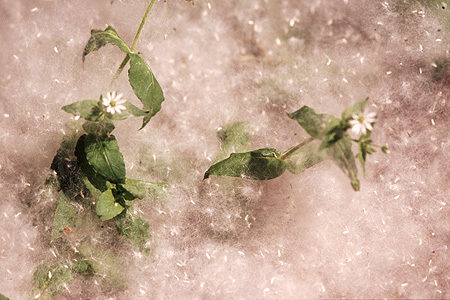 Cottonwood Seed Display