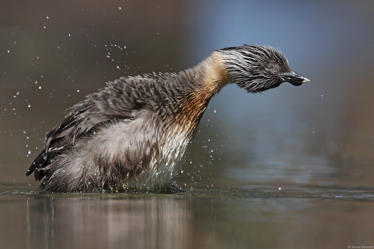 Hoary-headed Grebe