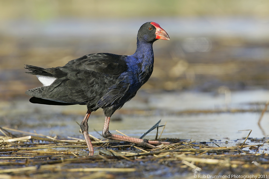 Purple Swamphen