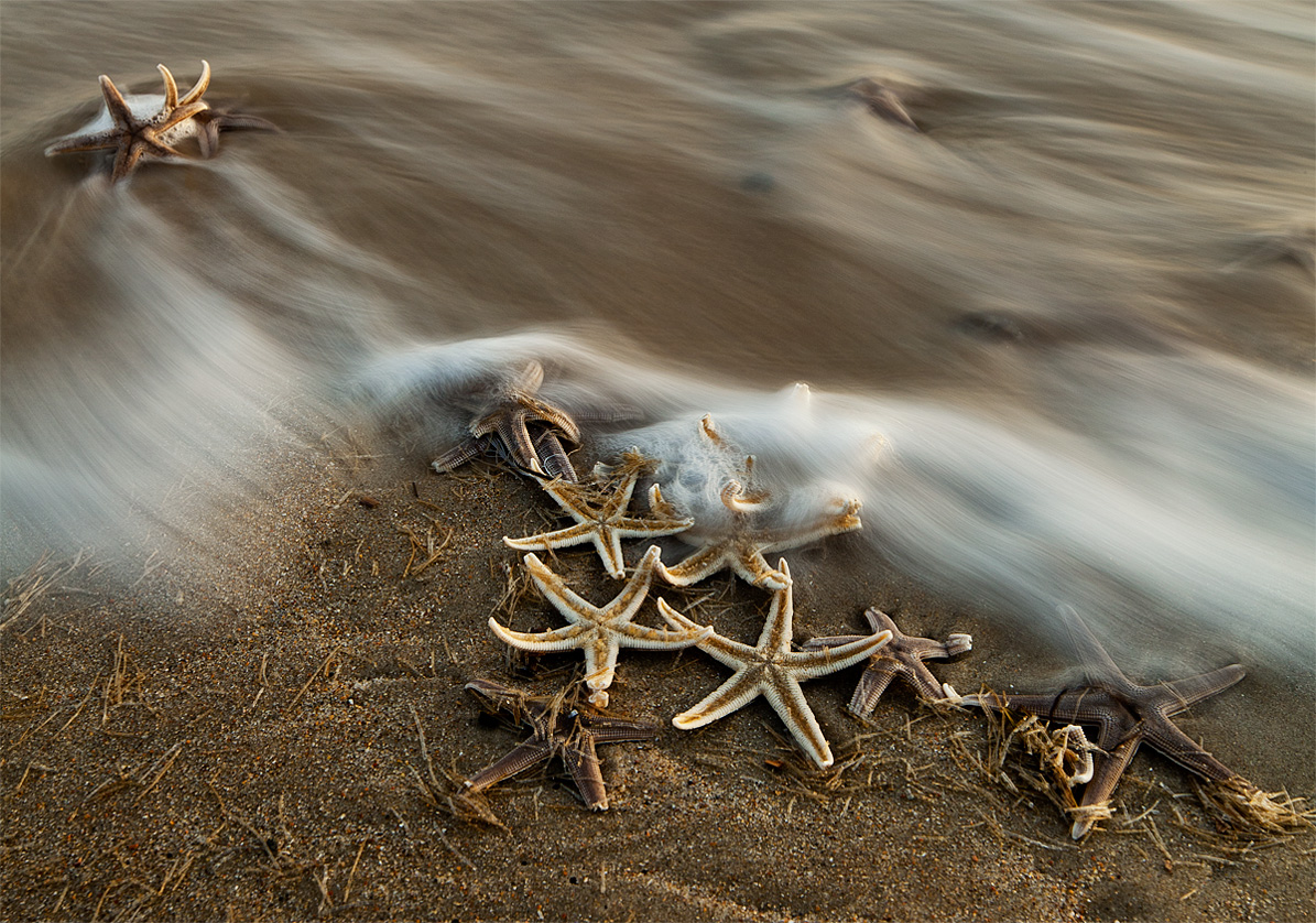 Starfish Awash