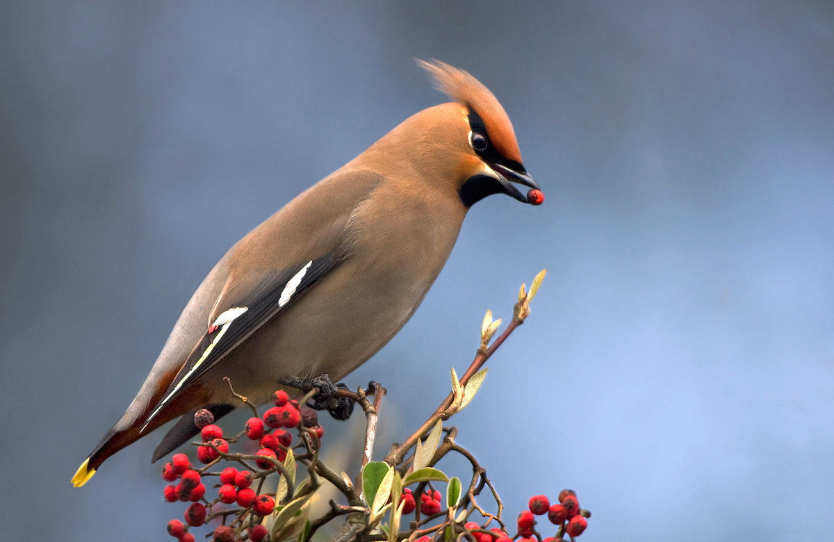 Waxwing