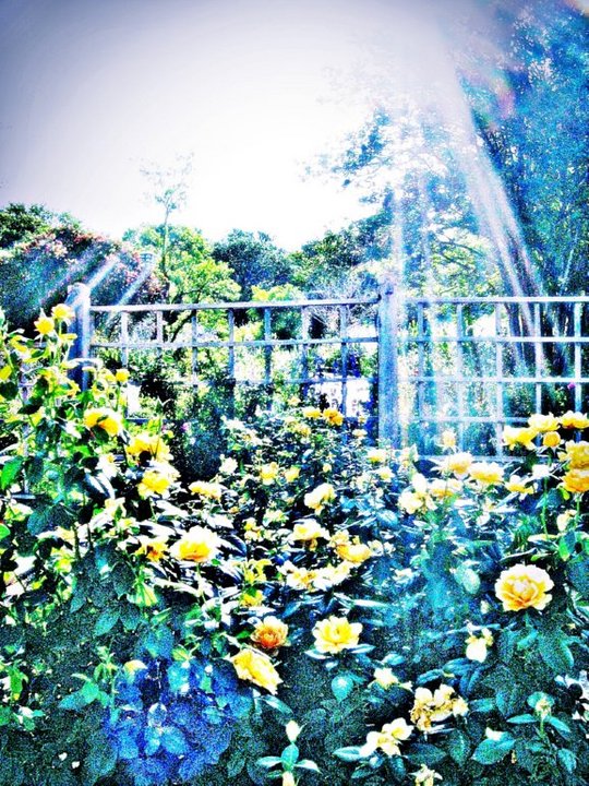 Rainbow Roses