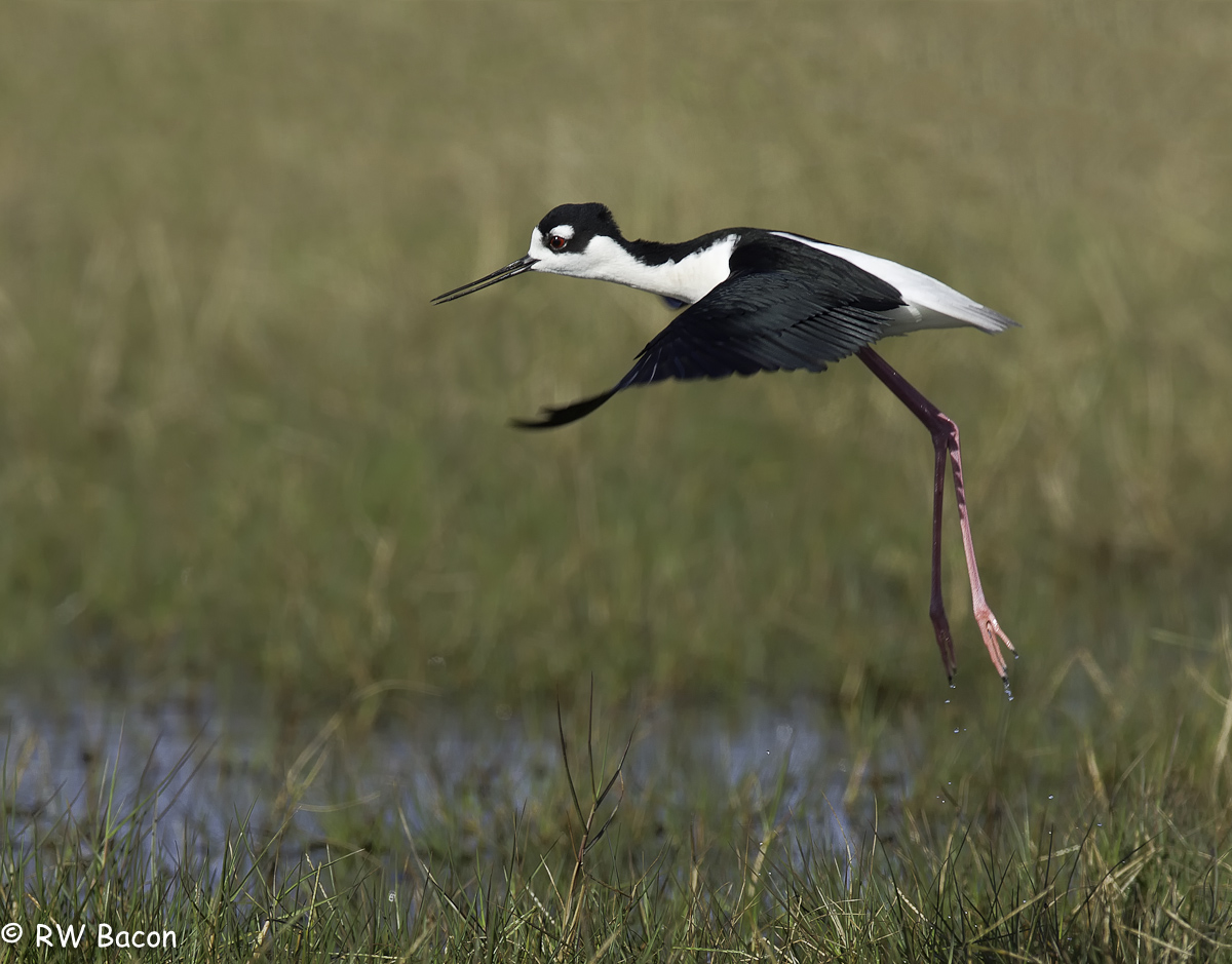 Black-necked Stilt