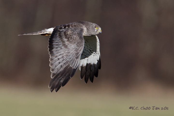 Northern Harrier (male)