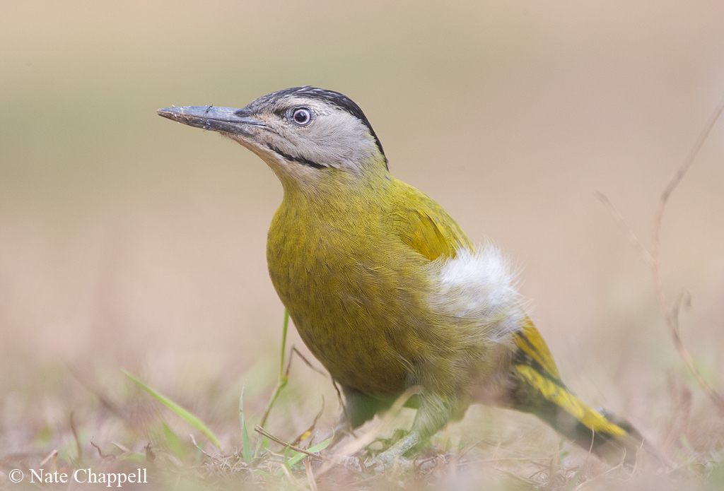 Gray-headed Woodpecker