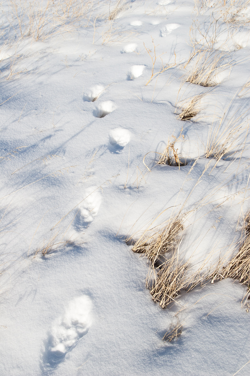 Tracks in the Snow
