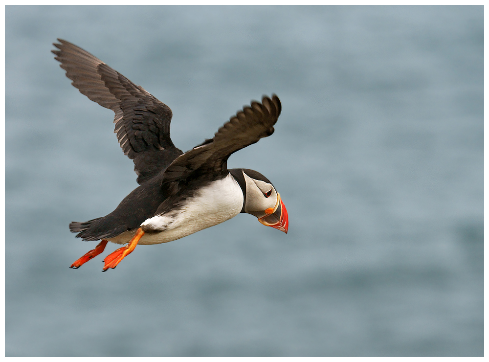 Puffin in flight