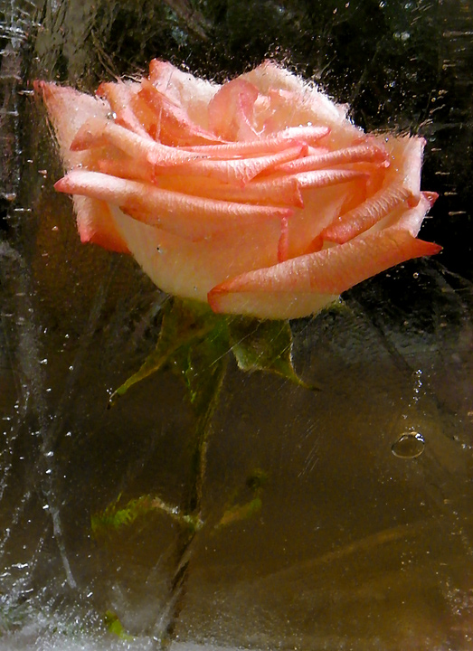 Chilly Rose