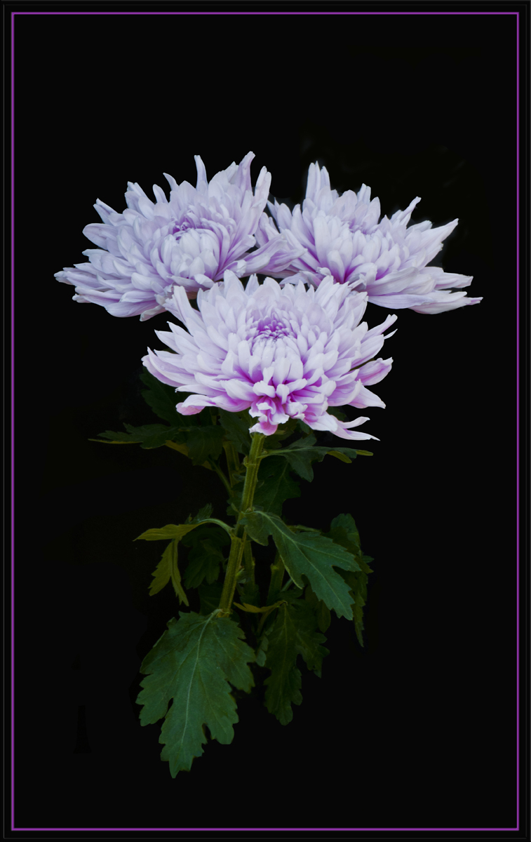 3 Mums